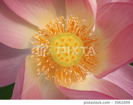 Lotus flower Lotus flower 3062899