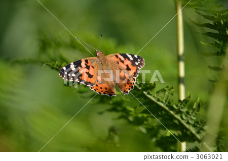 Acacathetha 3063021