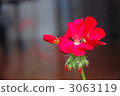 Geranium blooming on the veranda 3063119