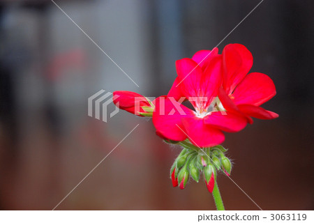 Geranium blooming on the veranda Geranium blooming on the veranda 3063119
