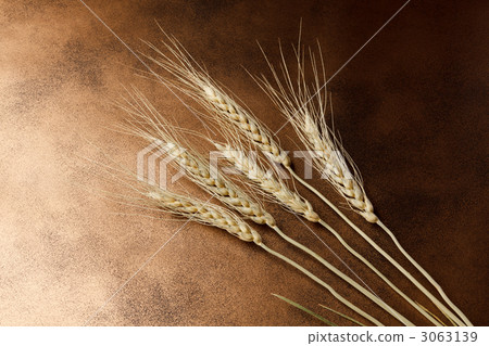 國內小麥Haruyutaka 3063139