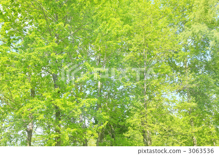 新鮮的綠樹 3063536