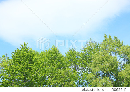 新鮮的綠樹 3063541