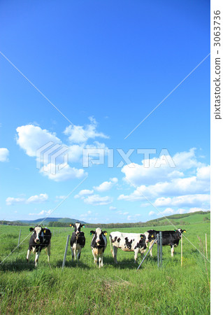Cow in pasture land Cow in pasture land 3063736