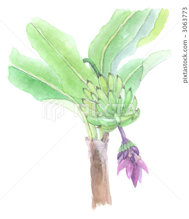 香蕉樹 香蕉樹 3063773