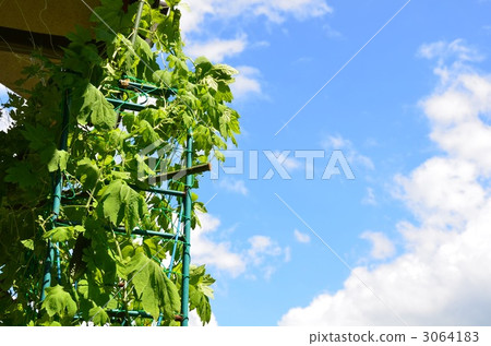 Goya curtain 3064183