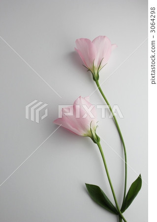 粉紅土耳其粉 3064298