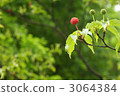 四照花 中國桑樹 日本開花山茱萸 3064384