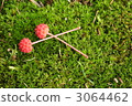 四照花 中國桑樹 日本開花山茱萸 3064462