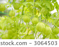 氣球花 風船葛 倒地鈴（一種產於美洲熱帶的植物） 3064503