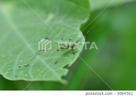 黑足布什板球 蚱蜢 鐮尾露螽 3064562