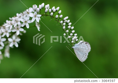 holly blue, gooseneck loosestrife, butterfly 3064597