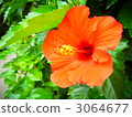 shocking pink, hibiscus, botanic 3064677