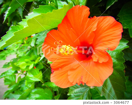 shocking pink, hibiscus, botanic 3064677