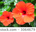 bloom, blossom, blossoms 3064679