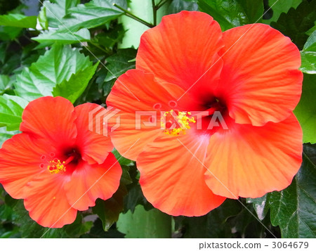 bloom, blossom, blossoms 3064679