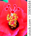 hibiscus, bloom, blossom 3064684