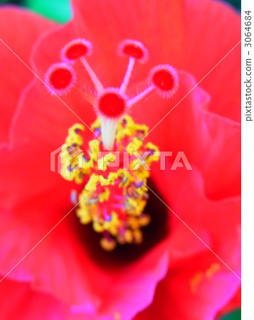 hibiscus, bloom, blossom 3064684