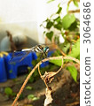 white-tailed skimmer, orthetrum albistylum, bug 3064686