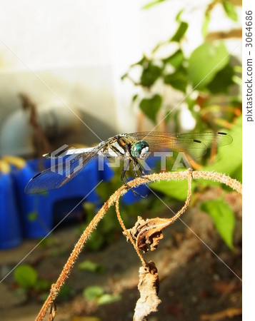 white-tailed skimmer, orthetrum albistylum, bug 3064686