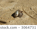 hermit crab, sea-shell, shell 3064731