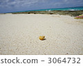 hermit crab, creature, living thing 3064732