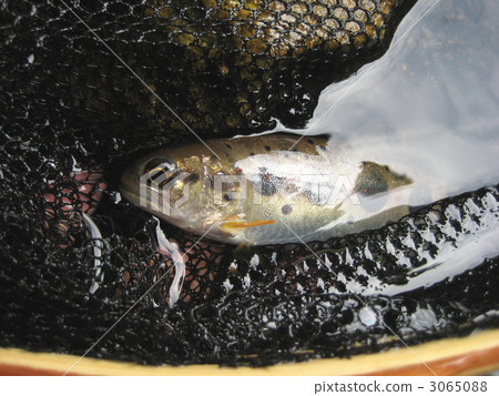 Amago 3065088