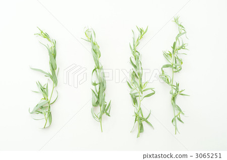 French Tarragon (herb) French Tarragon (herb) 3065251