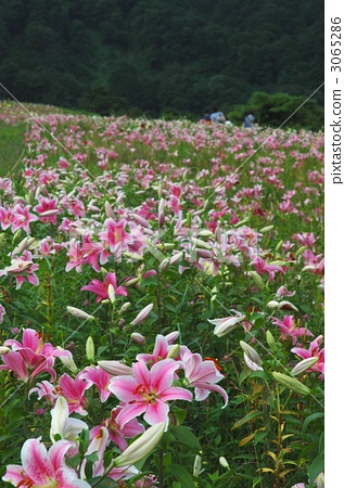 圖庫照片: echigo-yuzawa lily