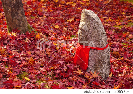 野生佛和秋天的落葉 野生佛和秋天的落葉 3065294