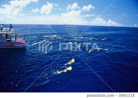 Chichijima offing / Dolphin swim 3065316