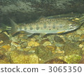 Underwater photos of Amago in Yumeema River 3065350