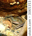 Underwater photograph of lamprey in Yumeema River 3065353