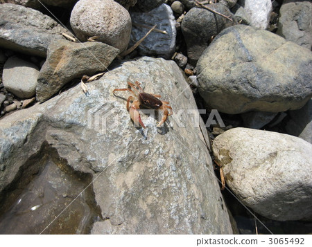 Sawagani! It is likely to fall off the rock. 3065492