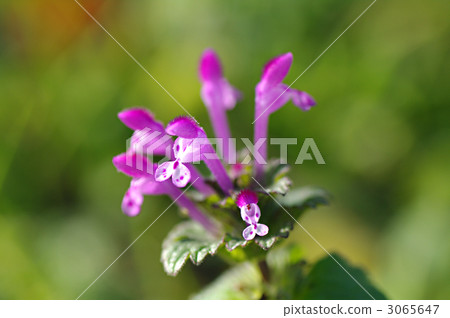 霍托肯諾扎 3065647