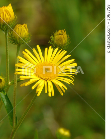 Water chrysanthemum (a surviving plant of the ice ages) Water chrysanthemum (a surviving plant of the ice ages) 3065759