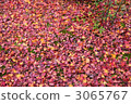 京都Jogakkoji落葉葉子 3065767