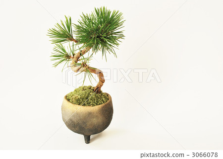 Pine bonsai 3066078