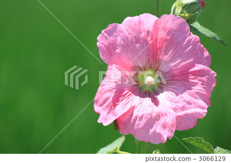 蜀葵 蜀葵 3066129