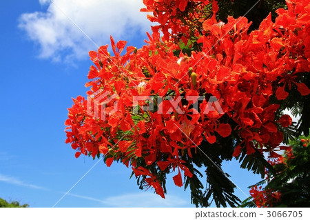 Hoogoku flowers 3066705