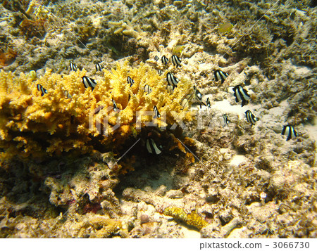 whitetail dascyllus, three-stripe damsel, fish 3066730
