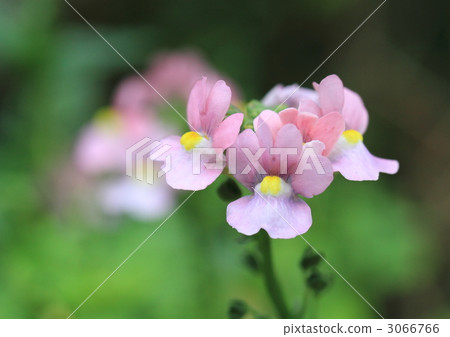 Nemesia · Mellow · Pink Rabbit 3066766