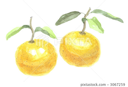 Italian leaves with branches 2 branches 3067259