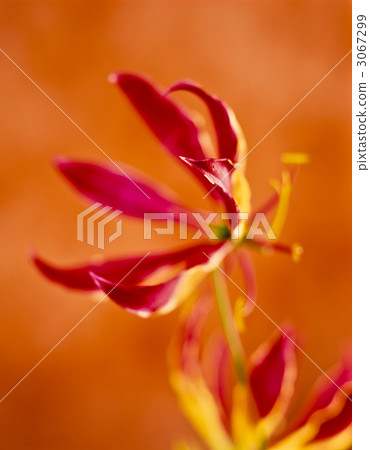 fire lily, flame lily, gloriosa 3067299