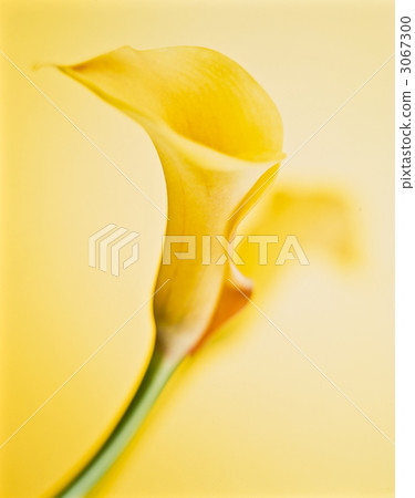 color, bloom, blossom 3067300