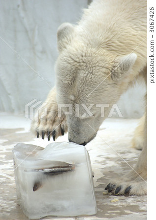 terrestrial animal, polar bear, bear 3067426
