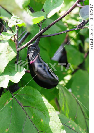 Eggplant (thornless thousands of both) Eggplant (thornless thousands of both) 3067817