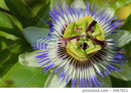 Clock flower Clock flower 3067921