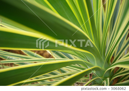 Leaves of a plant that seems to be New Sailan 3068062