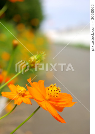 Kivanakosmos blooming beside the sidewalk 3068063
